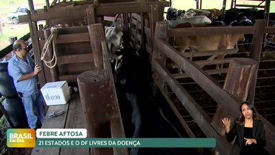 Brasil em Dia – 02/05/24 – Febre aftosa: 21 estado e o DF foram reconhecidos como livres da doença