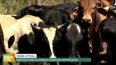 Brasil em Dia – 03/05/24 – Brasil se torna livre de febre aftosa sem vacinação