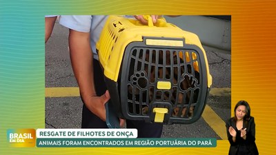 Brasil em Dia / 08/07/24 – Filhotes de onça são resgatados na região portuária de Belém (PA)