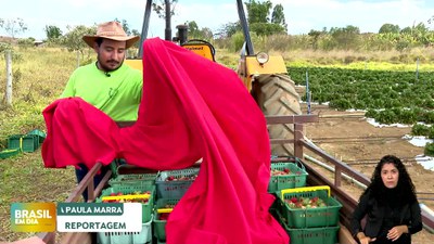 Brasil em Dia – 15/08/24 – Brasil contra Fake: agricultor familiar pode fornecer produtos para programas federais sem perder o Bolsa Família