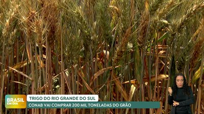 Brasil em Dia – 08/11/24 – Conab vai comprar até 200 mil toneladas de trigo de produtores do RS