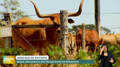 Brasil em Dia – 18/12/24 - Brasil implementa rastreabilidade de rebanho de bovinos