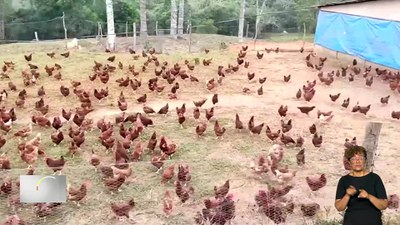 Brasil em Dia - 19/5/2025 - Ministério da Agricultura reforça vigilância para conter foco de gripe aviária
