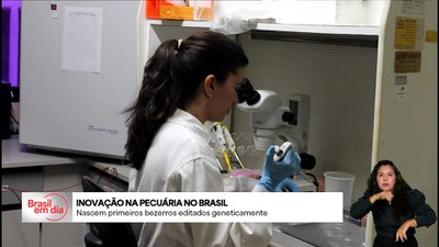 Brasil em Dia - 2/6/2025 - Inovação: primeiros bezerros geneticamente editados pela Embrapa nascem no Brasil