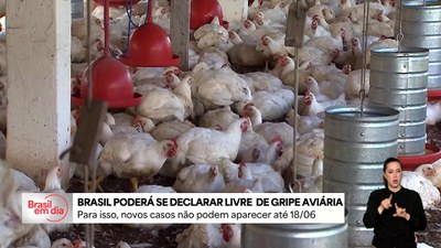 Brasil poderá se declarar país livre da gripe aviária