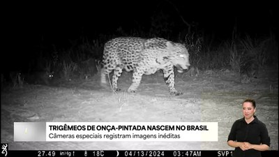 Onças-pintadas trigêmeas são registradas em Parque Nacional entre MG e BA