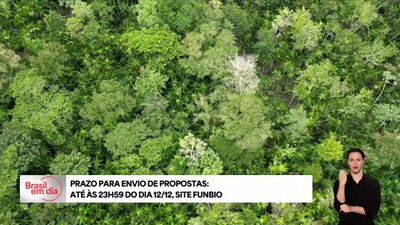 Floresta Viva: BNDES lança editais em apoio à restauração ecológica