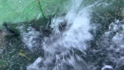 É falso que o cultivo de tilápia será proibido no Brasil