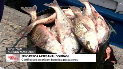 Governo cria selo para valorizar pescado produzido de modo artesanal