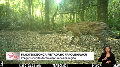 Onça-pintada é registrada com dois novos filhotes no Parque Nacional do Iguaçu (PR)