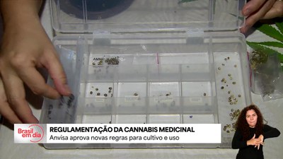 Anvisa aprova regras que cumprem decisão do STJ para produção de cannabis medicinal
