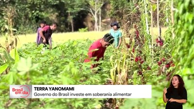 Terra Yanomami: unidade para soberania alimentar produz alimento onde havia garimpo