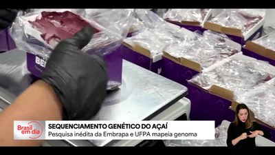 Pesquisa inédita faz mapeamento genético do açaí