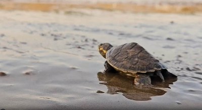 CineGov – Quelônios